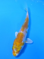  　レモン プラチナ黄金　10cm 　