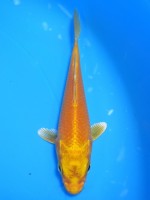  　オレンジ黄金　12cm 　