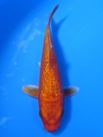  　ダイヤ銀鱗 紅黄金　12cm 　