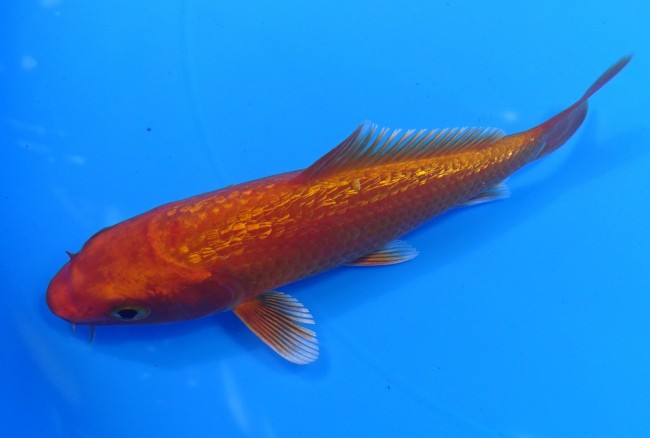 錦屋養鯉場 　ダイヤ銀鱗 紅鯉　12cm 　錦屋養鯉場 　錦鯉販売　通信販売