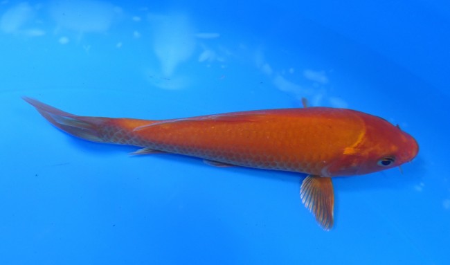 錦屋養鯉場　 紅鯉　15cm　錦鯉販売　通信販売　錦屋養鯉場