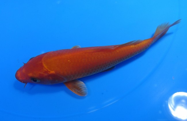 錦屋養鯉場　 紅鯉　15cm　錦鯉販売　通信販売　錦屋養鯉場