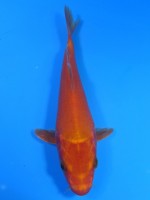 　 紅鯉　15cm　