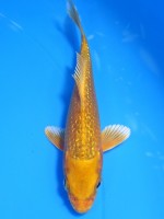  　ダイヤ銀鱗 オレンジ黄金　12cm 　