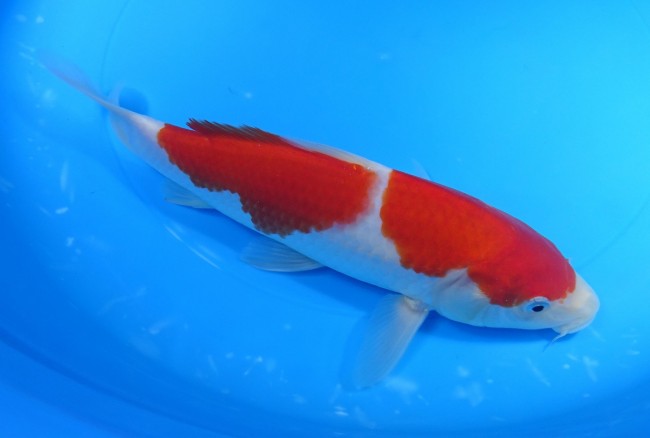 錦屋養鯉場 　二段紅白　22cm　 錦鯉販売　通信販売　錦屋養鯉場