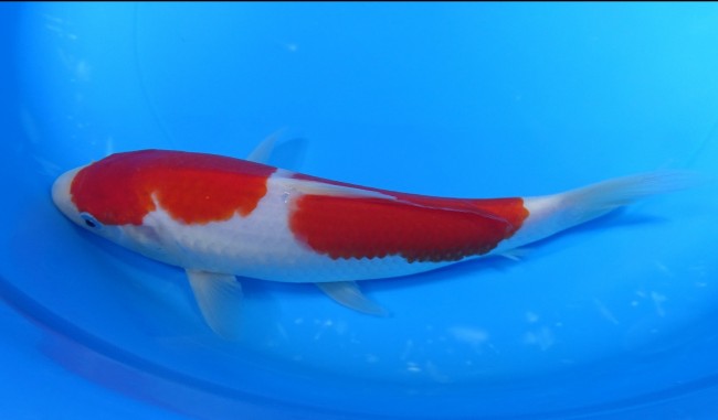 錦屋養鯉場 　二段紅白　22cm　 錦鯉販売　通信販売　錦屋養鯉場