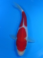  　二段紅白　22cm　 