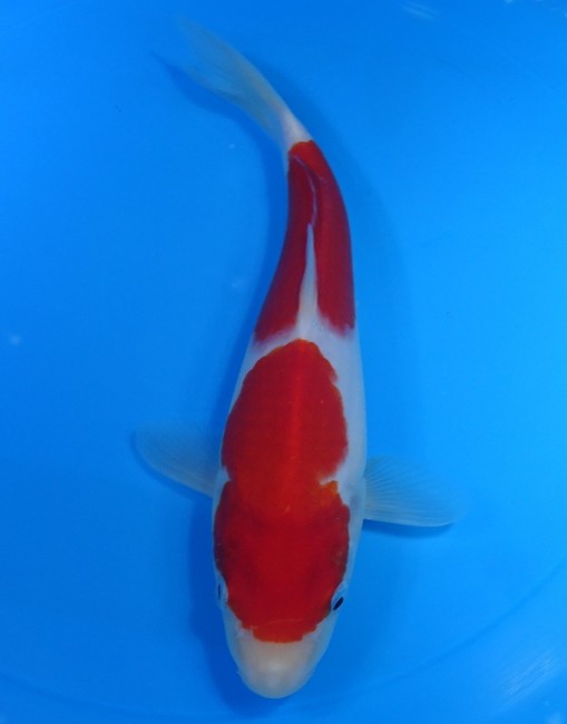 錦屋養鯉場 　二段紅白　22cm　 錦鯉販売　通信販売　錦屋養鯉場