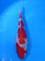  　紅白　18cm　 