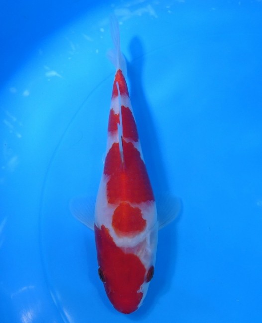 錦屋養鯉場 　紅白　18cm　 錦鯉販売　通信販売　錦屋養鯉場
