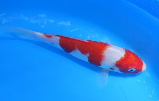 錦屋養鯉場 　紅白　18cm　 錦鯉販売　通信販売　錦屋養鯉場