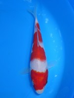  　紅白　18cm　