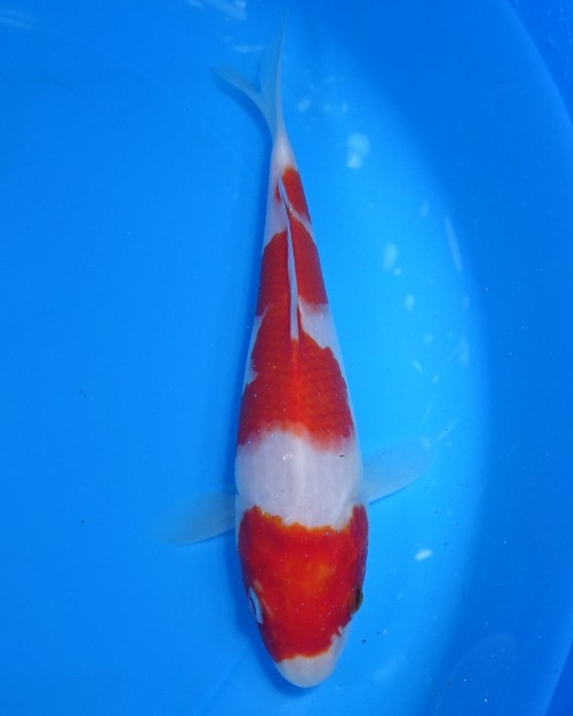 錦屋養鯉場 　紅白　18cm　 錦鯉販売　通信販売　錦屋養鯉場
