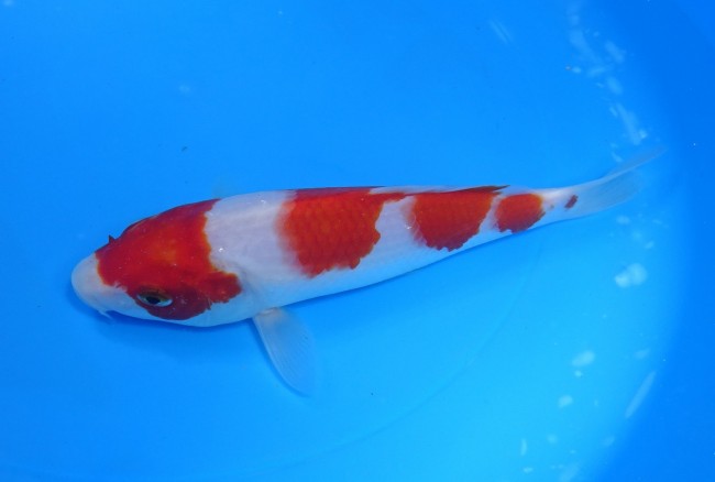 錦屋養鯉場 　紅白　18cm　 錦鯉販売　通信販売　錦屋養鯉場