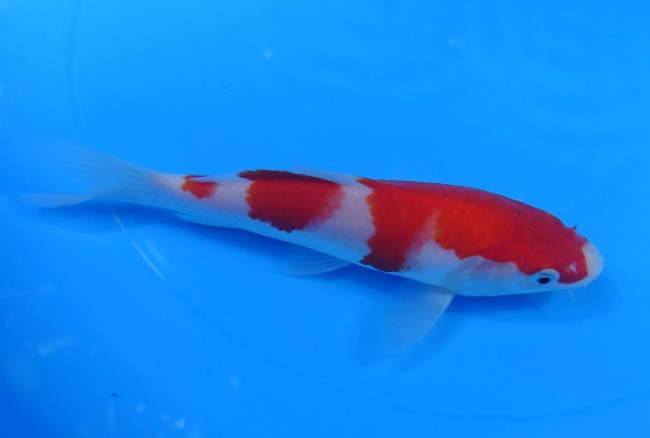 錦屋養鯉場 　紅白　15cm　 錦鯉販売　通信販売　錦屋養鯉場