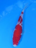  　紅白　15cm　 
