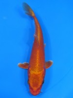  　朱赤黄金　14cm 　