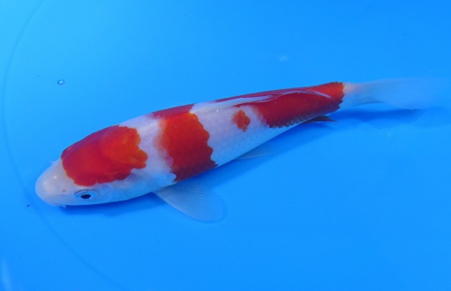 錦屋養鯉場 　紅白　17cm　 錦鯉販売　通信販売　錦屋養鯉場