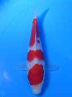  　紅白　17cm　 