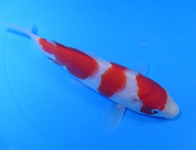 錦屋養鯉場 　紅白　17cm　 錦鯉販売　通信販売　錦屋養鯉場