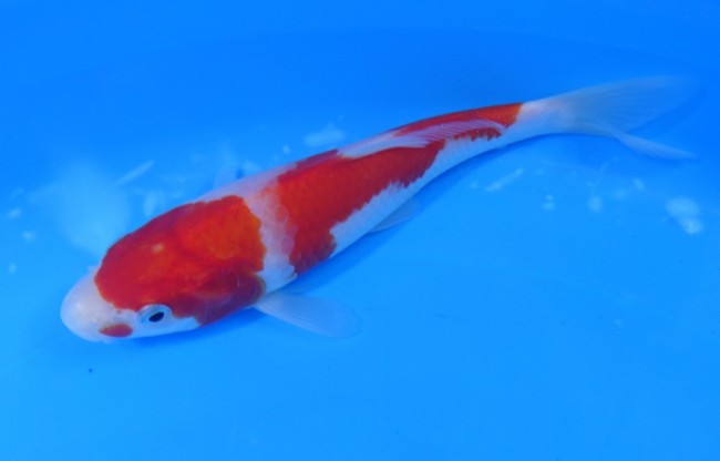 錦屋養鯉場 　紅白　17cm　 錦鯉販売　通信販売　錦屋養鯉場