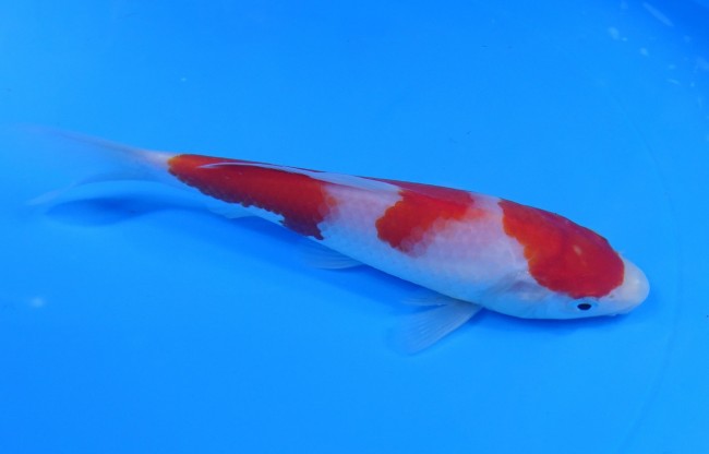 錦屋養鯉場 　紅白　17cm　 錦鯉販売　通信販売　錦屋養鯉場