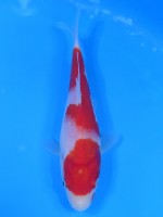  　紅白　17cm　 