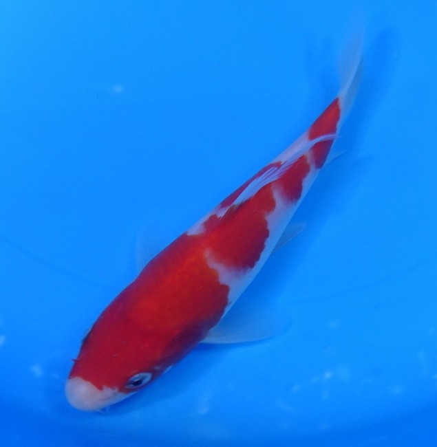 錦屋養鯉場 　紅白　15cm　 錦鯉販売　通信販売　錦屋養鯉場
