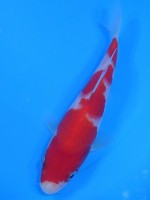  　紅白　15cm　 