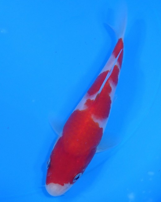 錦屋養鯉場 　紅白　15cm　 錦鯉販売　通信販売　錦屋養鯉場