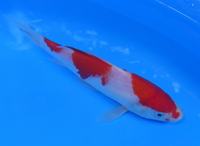 錦屋養鯉場 　紅白　17cm　 錦鯉販売　通信販売　錦屋養鯉場