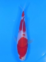  　紅白　17cm　 