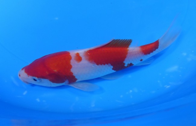 錦屋養鯉場 　紅白　17cm　 錦鯉販売　通信販売　錦屋養鯉場