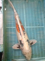 　落ち葉 輝黒龍　68cm　