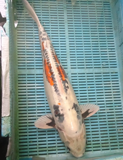 錦屋養鯉場　落ち葉 輝黒龍　68cm　錦鯉販売　通信販売　錦屋養鯉場