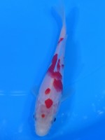  　紅白　13cm　 