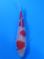 　紅白　12cm　 