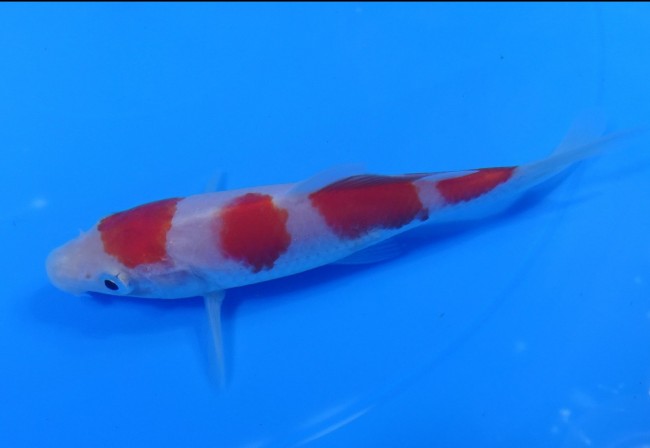 錦屋養鯉場 　紅白　12cm　 錦鯉販売　通信販売　錦屋養鯉場