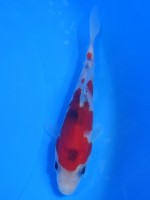  　大正三色　13cm　 