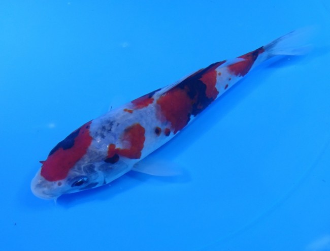 錦屋養鯉場 　昭和三色　16cm　 錦鯉販売　通信販売　錦屋養鯉場