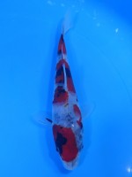  　昭和三色　16cm　 