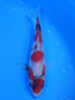  　昭和三色　16cm　 