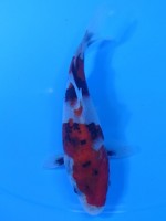  　昭和三色　12cm　 