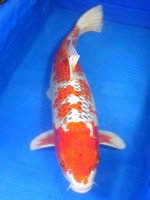 　紅クジャク黄金　79cm　 