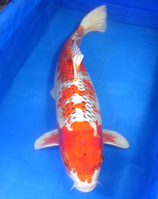 錦屋養鯉場　紅クジャク黄金　79cm　 錦鯉販売　通信販売　錦屋養鯉場