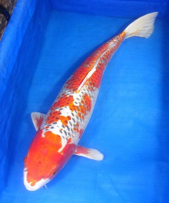 紅クジャク黄金 79cm 錦屋養鯉場 紅クジャク黄金 79cm 錦鯉販売 通信販売 錦屋養鯉場