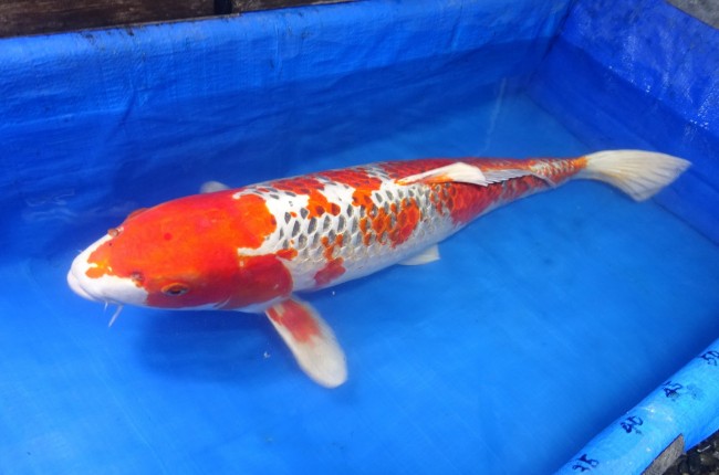 錦屋養鯉場　紅クジャク黄金　79cm　 錦鯉販売　通信販売　錦屋養鯉場