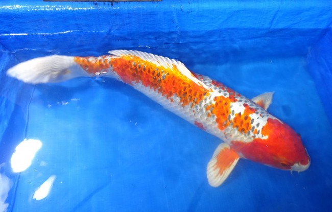 錦屋養鯉場　紅クジャク黄金　79cm　 錦鯉販売　通信販売　錦屋養鯉場