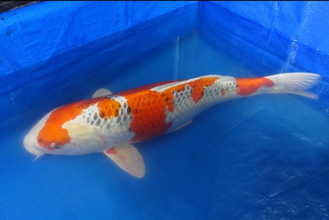 錦屋養鯉場　クジャク黄金　61cm　 錦鯉販売　通信販売　錦屋養鯉場