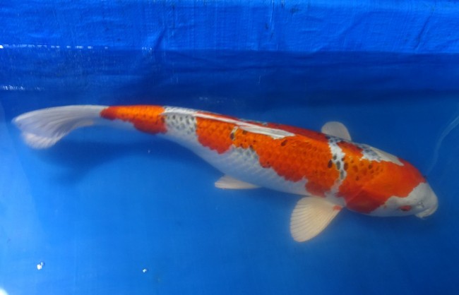 錦屋養鯉場　クジャク黄金　61cm　 錦鯉販売　通信販売　錦屋養鯉場